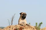 BULLMASTIFF 245